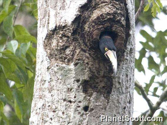 Image of Aracari