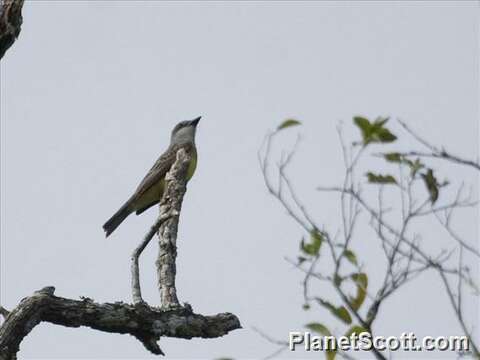 Image of Kingbird