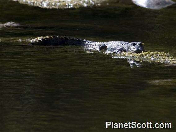 Image of crocodiles