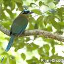 Image of Blue-diademed Motmot