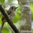 Image of White-whiskered Puffbird