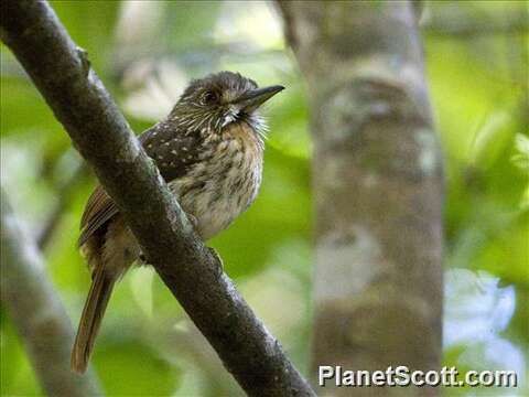 Image of Malacoptila Gray & GR 1841