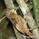 صورة Dendrocincla anabatina Sclater & PL 1859