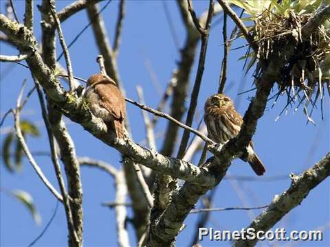 Image of Glaucidium Boie & F 1826