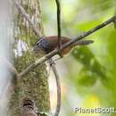 Image of Spot-breasted Wren