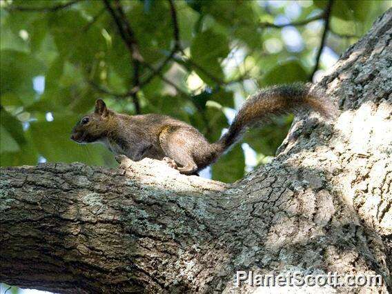 Image of Squirrels