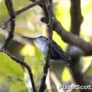 Image of Azure-crowned Hummingbird