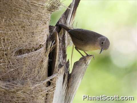 صورة Troglodytes Vieillot 1809