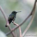 Image of Blue-tailed Hummingbird