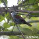 Image of Rufous-and-white Wren