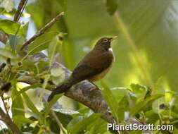 Image of White-throated Robin