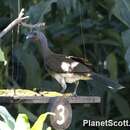 Image of White-bellied Chachalaca