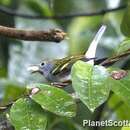 Image of Chestnut-sided Warbler