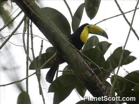 Image of Toucan Sp.