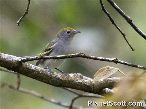 Image of Setophaga Swainson 1827