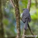 Image of Slate-colored Solitaire