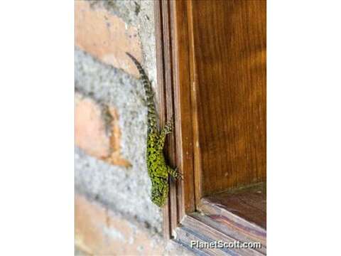 Image of Duges' Spiny Lizard