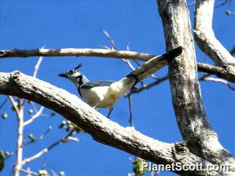 Image of Magpie-jay