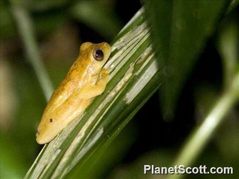 Image of Dendropsophus Fitzinger 1843