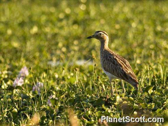 Image of stone-curlews