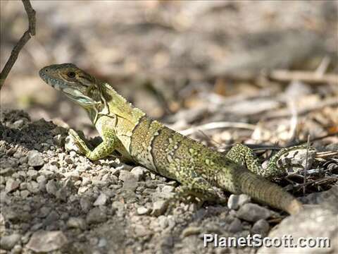 Image of Green Iguana