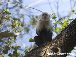 Image of capuchin monkey