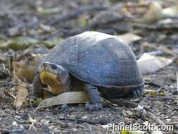 Image of mud turtles