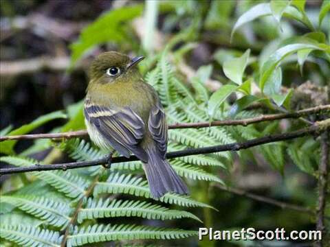 Image of Empidonax Cabanis 1855