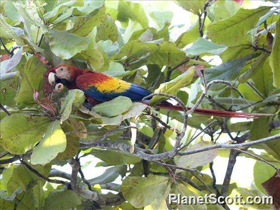 Image of macaws