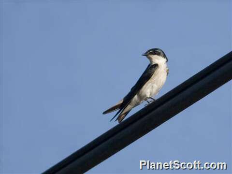 Image of Tachycineta Swallows