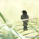 Image of Yellow-bellied Seedeater