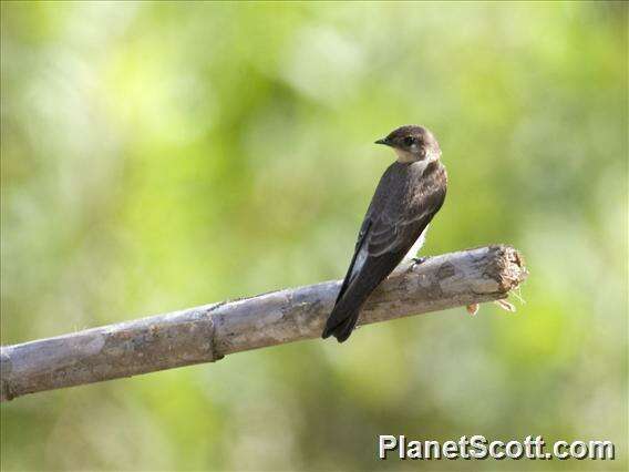 صورة Stelgidopteryx Baird & SF 1858