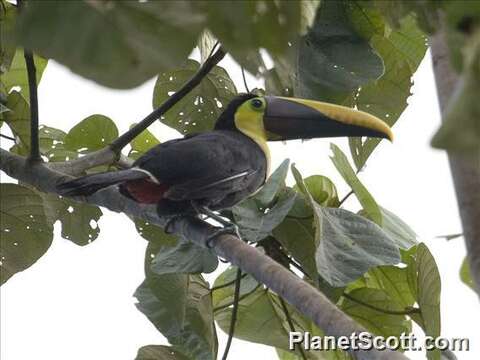 Image of Toucan Sp.