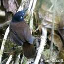 Image of Chestnut-backed Antbird