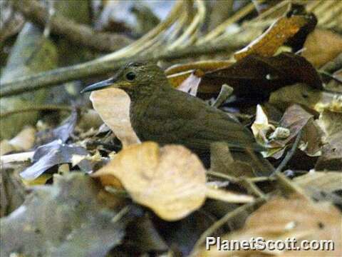 Image of Leaftossers