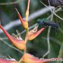 Image of Charming Hummingbird