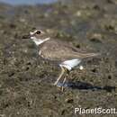 Charadrius wilsonia Ord 1814 resmi