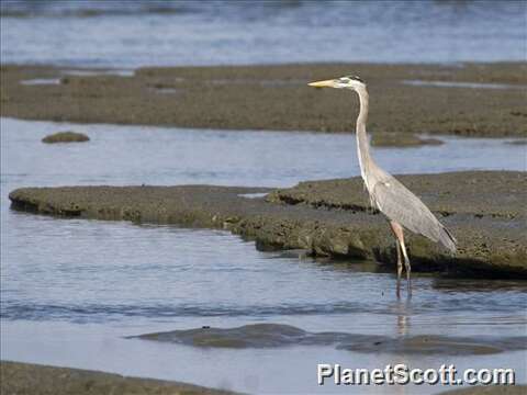 Image of Ardea Linnaeus 1758