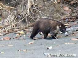 Image of Coati