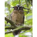 Image of Crested Owl