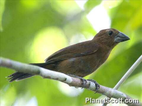 Image of Blue-black Grosbeak