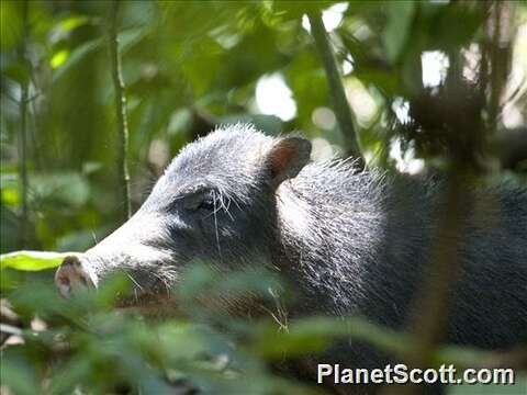 Image of white-lipped peccary