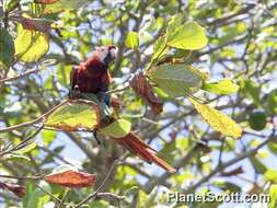 Image of macaws