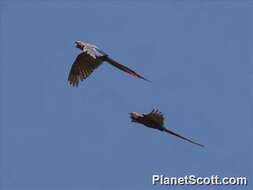 Image of macaws