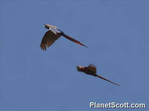 Image of macaws