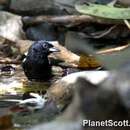 Image of White-shouldered Tanager