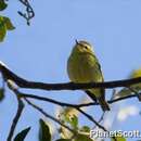 Plancia ëd Vireo carmioli Baird & SF 1866