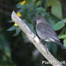 Image of American Mountain Thrush