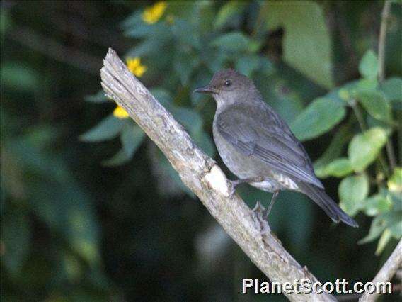 Turdus plebejus Cabanis 1861的圖片