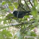Image of Yellow-thighed Finch